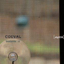 Coeval Distante II 1